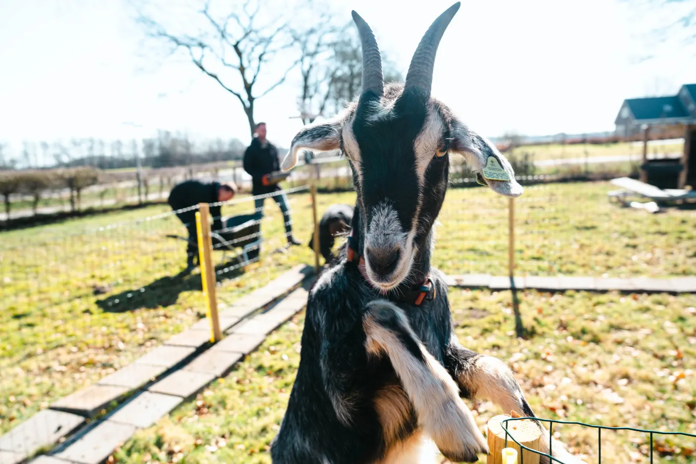 Een nieuwsgierige geit kijkt van dichtbij in de camera op het erf van de boerderij in Roderesch