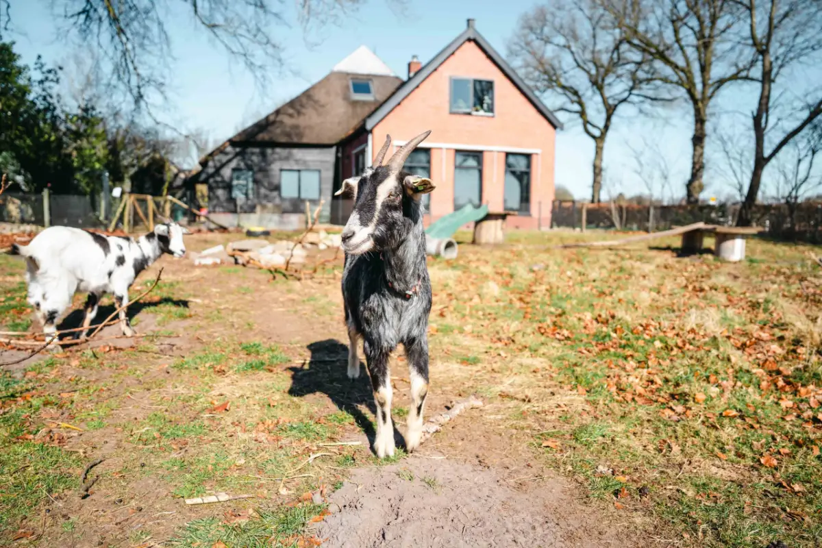 Geiten grazen op het erf voor de boerderij aan de Norgerweg in Roderesch