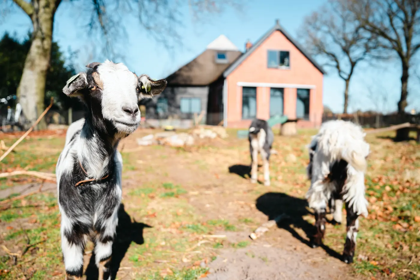 Twee geiten lopen over het erf naar de camera, met de boerderij in Roderesch op de achtergrond